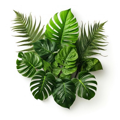 Tropical plants leaf white background freshness. 