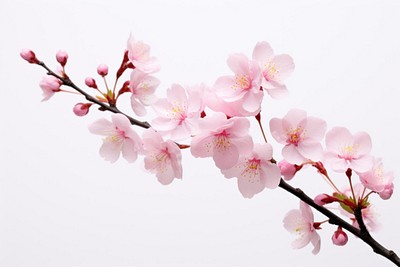 Sakura blossom flower plant. 