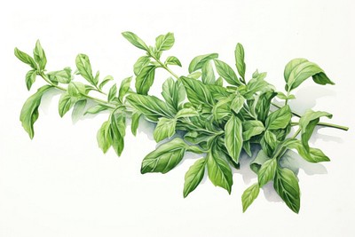 Arabian herbs plant leaf white background. 