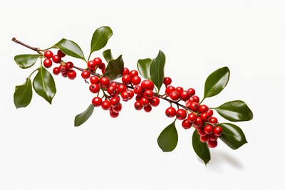 Mistletoe cherry plant fruit. 