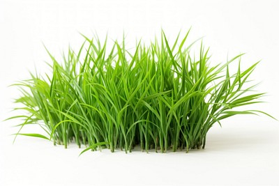 Grass plant green lawn. 