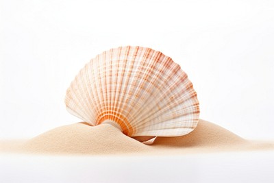 Seashell beach sand white background. 