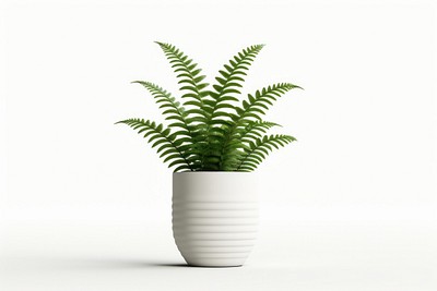 Fern plant vase leaf. 