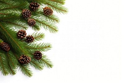 Fir backgrounds branch plant. 