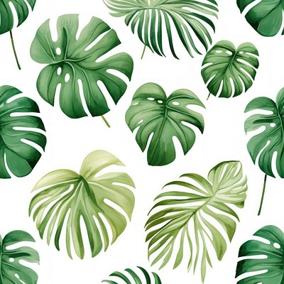 Monstera backgrounds pattern plant. 