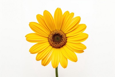 Beautiful yellow daisy flower sunflower petal plant. 