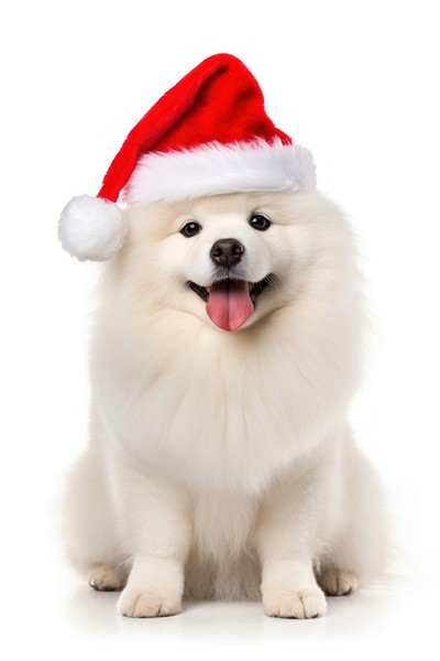 Fluffy chubby dog christmas mammal animal. 