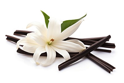 Vanilla flower plant petal. 