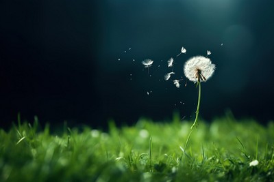 Grass flowers falling dandelion outdoors plant. 