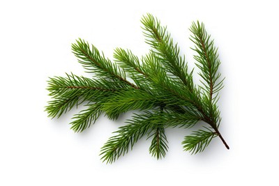 A mini little pine branch backgrounds spruce plant. 