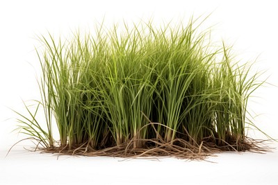 Vetiver grass outdoors nature plant. 