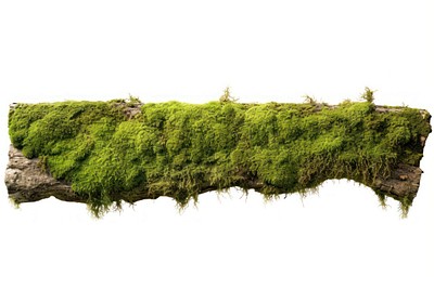 PNG Green moss vegetation plant.