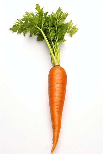 Single carrot vegetable plant herbs. 