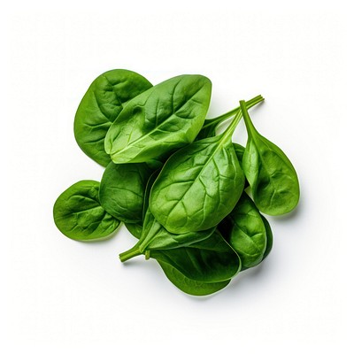 Spinach vegetable plant food. 