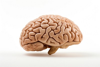 Human brain white background medical person. 