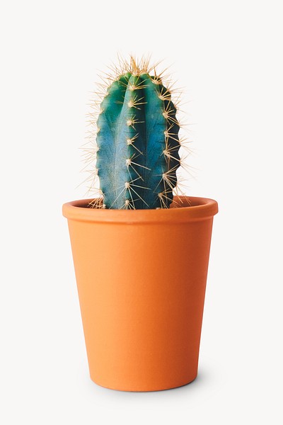 Potted Cactus png images