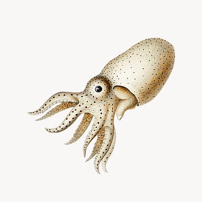 Squid vintage illustration