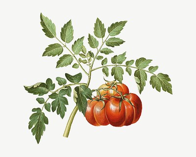 Tomato watercolor illustration element psd. Remixed from Maria Sibylla Merian artwork, by rawpixel.