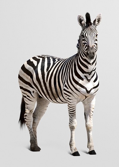 Zebra animal png clipart, wildlife | Free PNG - rawpixel