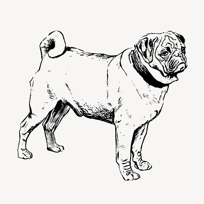 Pug dog, animal illustration vector. Free public domain CC0 graphic