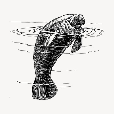 Manatee animal clipart, vintage illustration vector. Free public domain CC0 image.