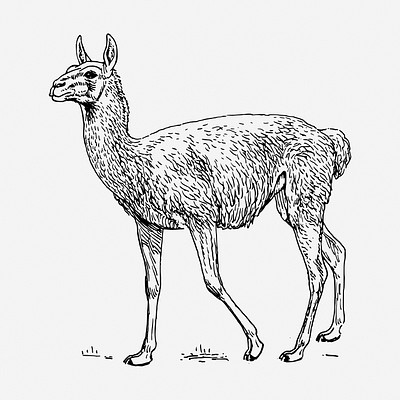 Lama Guanicoe hand drawn illustration. Free public domain CC0 image.