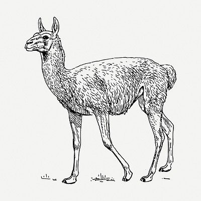 Lama Guanicoe drawing clipart, animal illustration psd. Free public domain CC0 image.