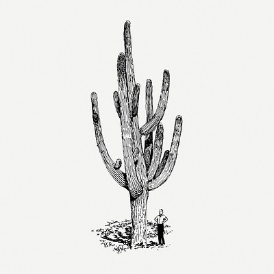Desert plant and cactus illustration, drawing, engraving, ink, line art,  vector Stock Vector | Adobe Stock