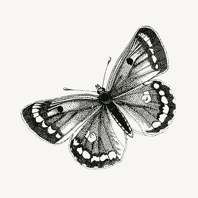 Clouded yellows butterfly clipart, vintage | Free Vector - rawpixel