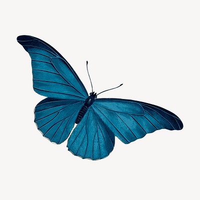 Blue butterfly png color drawing, | Free PNG - rawpixel