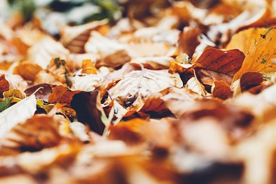 Cluster of crisp leaves | Free Photo - rawpixel