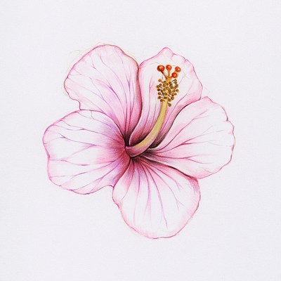 Hand drawn pink hibiscus illustration | Free Photo Illustration - rawpixel