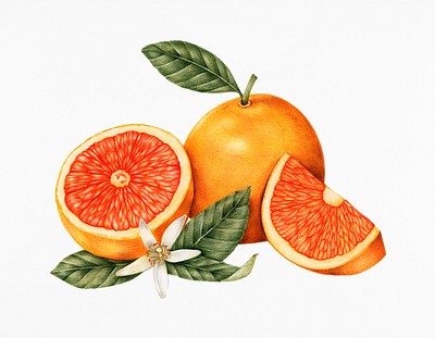 Hand drawn sketch of oranges