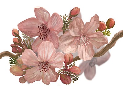 Hand-drawn blossoming Sakura on a branch