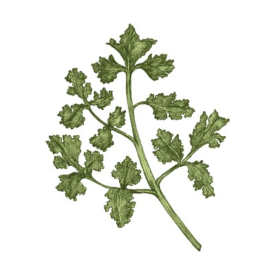 Illustration of fresh parsley vector | Premium Vector Illustration ...