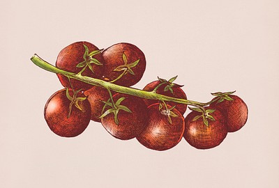 Hand drawn fresh tomatos