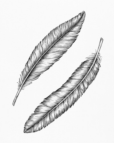 Decorative Illustration Of Bird Feather. Drawing By Pen. Stock Photo,  Picture and Royalty Free Image. Image 143067453.