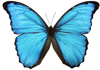 Beautiful butterfly white background. Free | Free Photo - rawpixel