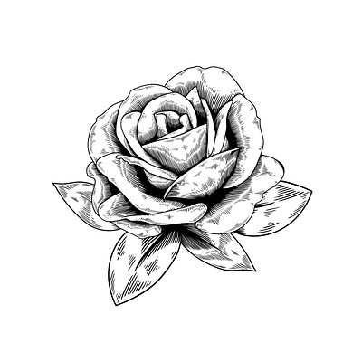 Rose drawing flower nature vector | Premium Vector - rawpixel