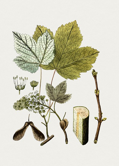 Antique illustration of acer pseudoplatanus