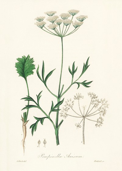Aniseed (Pimpinella anisum) illustration. Digitally | Free Photo ...