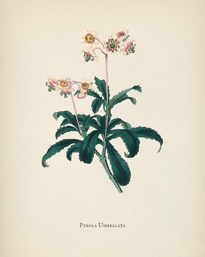 Lyrola umbellata illustration from Medical Botany (1836) by <a href="https://www.rawpixel.com/search/John%20Stephenson?&amp;page=1">John Stephenson</a> and <a href="https://www.rawpixel.com/search/James%20Morss%20Churchill?&amp;page=1">James Morss Churchill</a>.