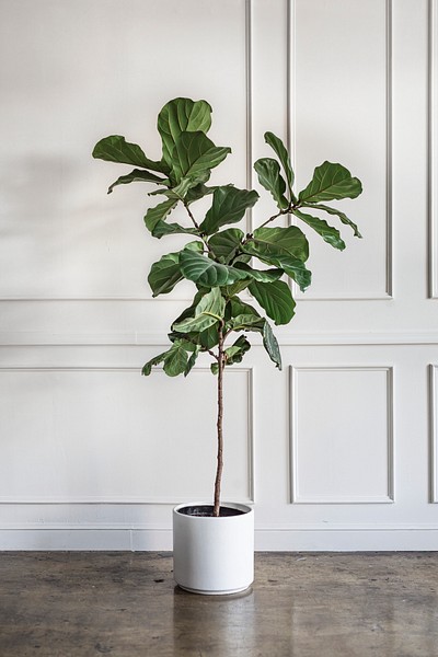 Room decoration with a plant | Premium Photo - rawpixel