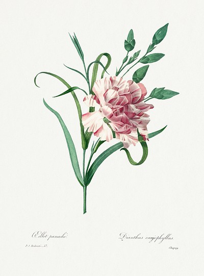 Carnation Pierre-Joseph Redouté (1759–1840). Original | Free Photo ...