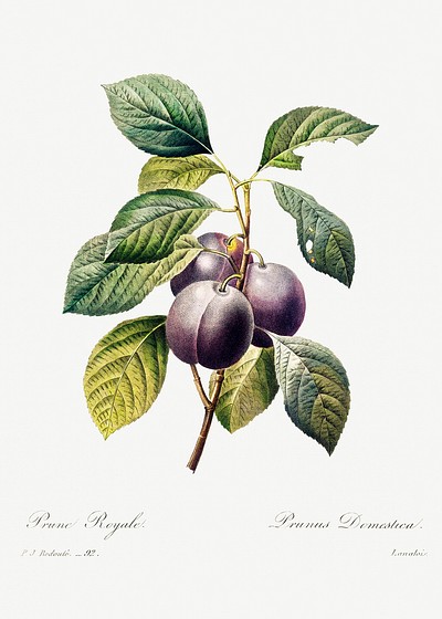 Plum by <a href="https://www.rawpixel.com/search/redoute?sort=curated&amp;page=1">Pierre-Joseph Redout&eacute;</a> (1759&ndash;1840). Original from Biodiversity Heritage Library. Digitally enhanced by rawpixel.