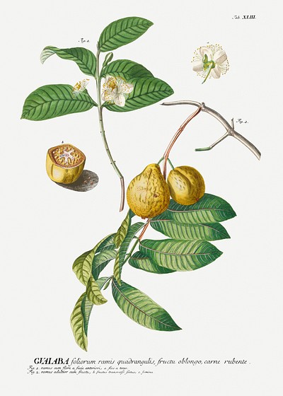 Plantae Selectae: No. 42–guaiaba or | Free Photo Illustration - rawpixel