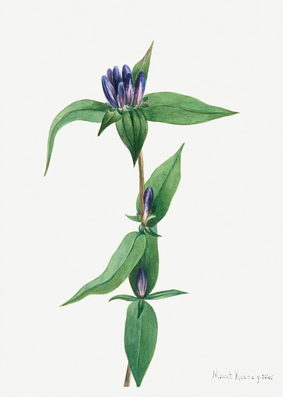 Vintage bottle gentian flower psd illustration floral drawing