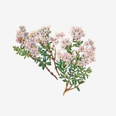 Sand Myrtle (Leiophyllum lyoni) (1930) by <a href="https://www.rawpixel.com/search/Mary%20Vaux%20Walcott?sort=curated&amp;page=1">Mary Vaux Walcott</a>. Original from The Smithsonian. Digitally enhanced by rawpixel.