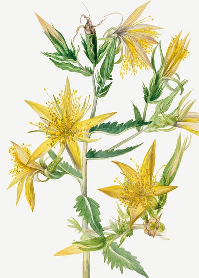 Blazing Star (Mentzelia laevicaulis) (1930) by <a href="https://www.rawpixel.com/search/Mary%20Vaux%20Walcott?sort=curated&amp;page=1">Mary Vaux Walcott</a>. Original from The Smithsonian. Digitally enhanced by rawpixel.