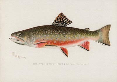 Male brook trout (Salvelinus Fontinalis). | Free Photo Illustration ...